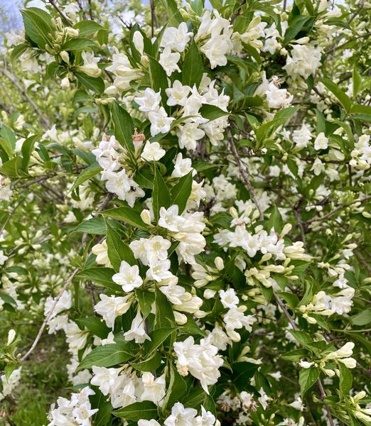 Weigela ‘Candida’ 